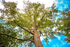 Best Tree Fertilization  in Payne, OH