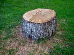 Best Hazardous Tree Removal  in Payne, OH