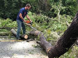 Best Tree Risk Assessment  in Payne, OH