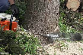 Best Tree Removal  in Payne, OH