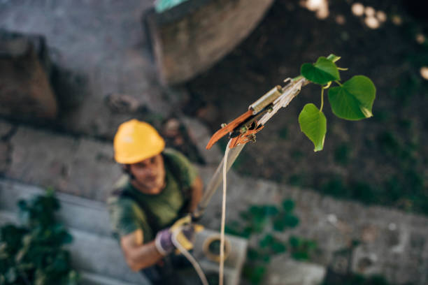Best Utility Line Clearance  in Payne, OH