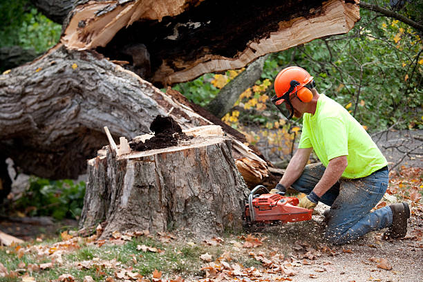 Best Leaf Removal  in Payne, OH