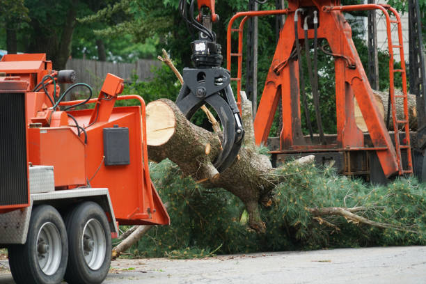 Organic Lawn Care Solutions in Payne, OH