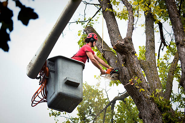 Best Commercial Tree Services  in Payne, OH