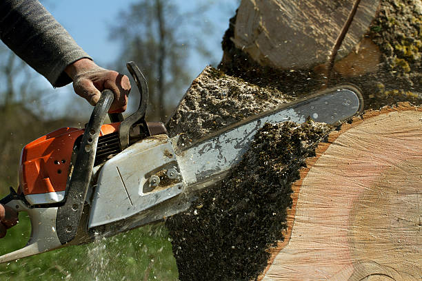 Tree and Shrub Care in Payne, OH